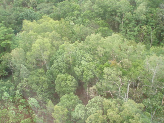 Die Seilbahn trägt einen über das Dach des Regenwalds hinweg