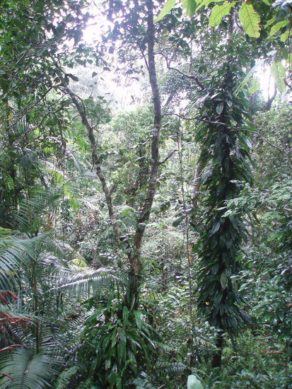 Bei den Stops sieht man den Wald dann vom Boden aus