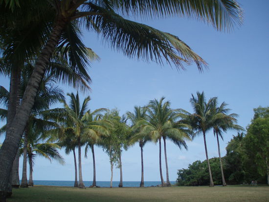 Im Anzac Park - ich mochte vor allem die Palmen, die über dem Meer aufragten