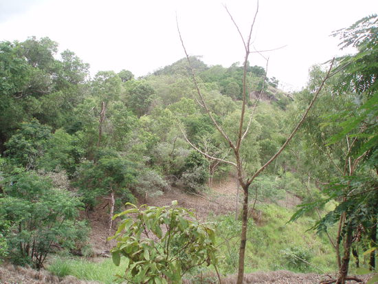 Im Mt.Whitfield Conservation Park