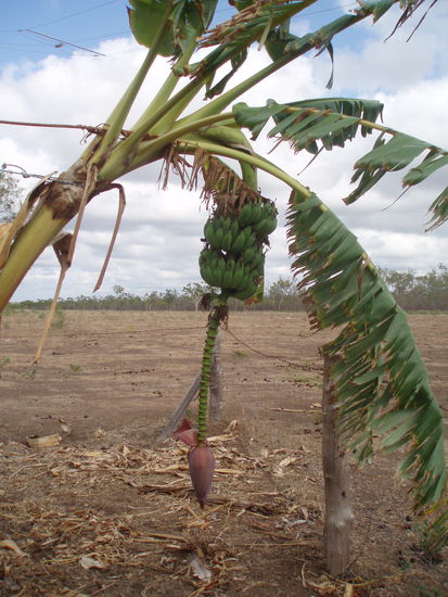 Hinter dem Haus wuchs ein Bananenbaum