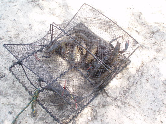 Zurück am anderen Creek wurden die Fallen hereingeholt - inzwischen voll von Krebsen