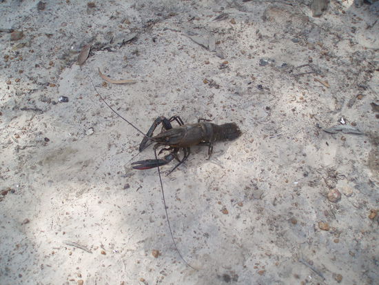 Dieser konnte entkommen!