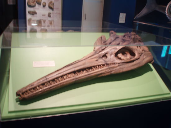 Ein Dinosaurierschädel