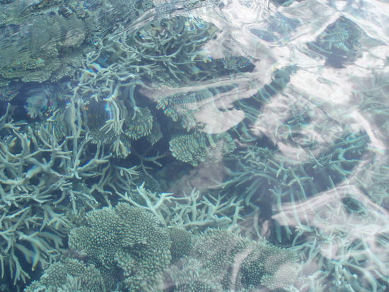 Hier konnte man die Korallen sogar ohne Glasbodenboot sehen, so nah lagen sie unter Oberfläche