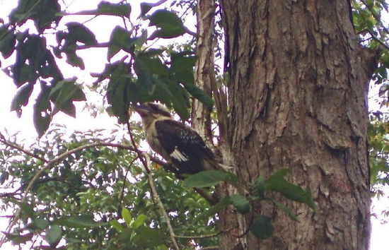Kookaburras sind die größte Eisvogelart und werden auf Deutsch wegen ihres lauten, lachartigen Rufes "Lachender Hans" genannt