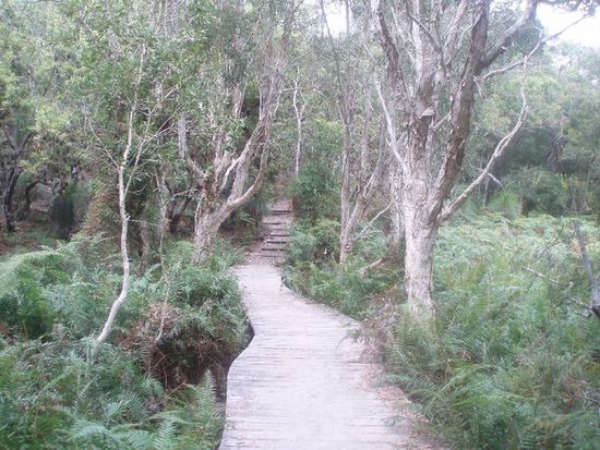 Danach führt der Weg durch noch dichtere und verwunschenere Vegetation...