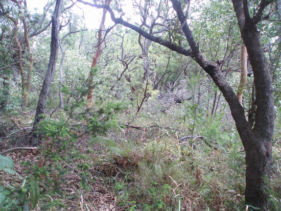 Der Weg von Lake Wabby zum Strand führt durch den Regenwald