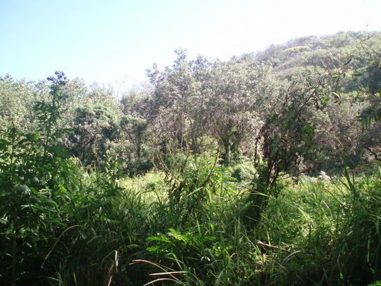 Eli Creek ist von wunderschönem Wald umgeben