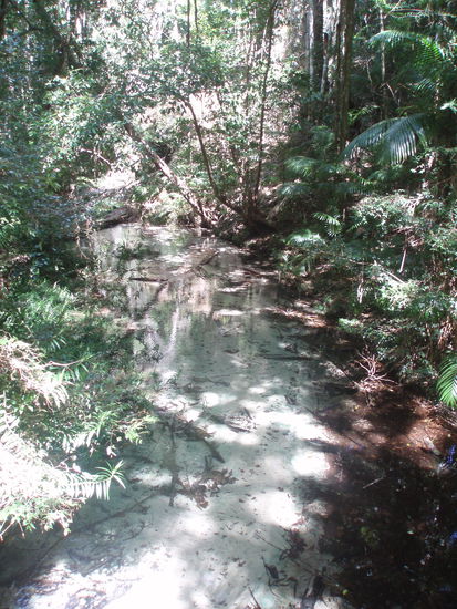 Das Wasser des Wanggoolba Creek ist so klar, dass man es kaum sieht. Es reinstes, köstliches Trinkwasser.
