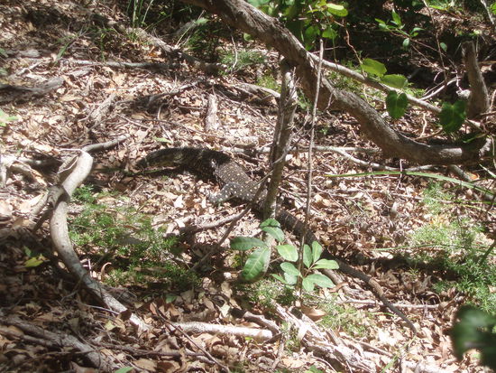 Mal wieder eine sehr große Eidechse!