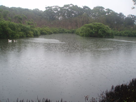 Kooloonbung Creek Nature Park