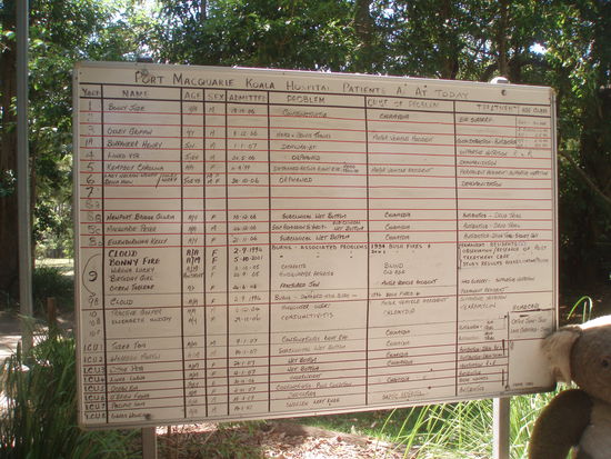 Auf dieser Tafel sind alle Patienten des Koala Hospitals verzeichnet