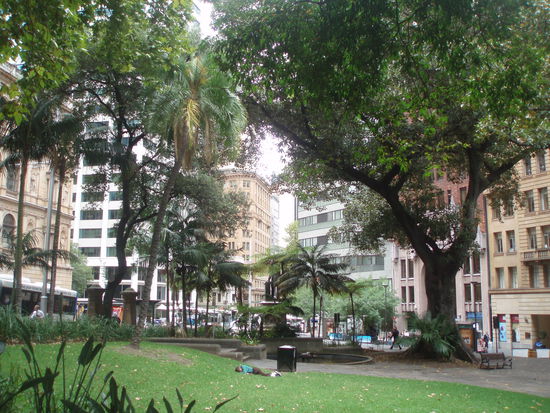 Macquarie Place, ein kleiner Park ganz in der Nähe des Hafens. Er wurde in den Anfangstagen der Stadt als Dorfplatz angelegt und ist damit neben dem Hyde Park der älteste Park Australiens.