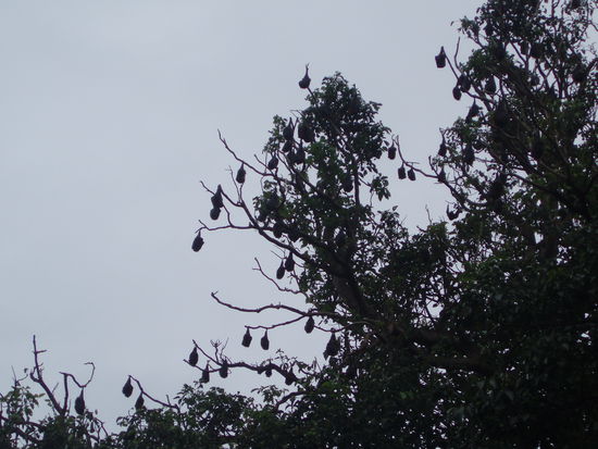 In den Bäumen hängen hunderte von Flughunden