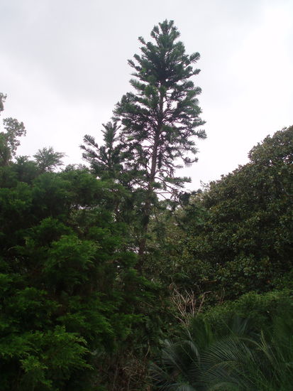 Eine Wollemi Pine, eine der seltensten Pflanzen der Erde. Die Wollemi Pine kannte man nur als Fossilie und glaubte, sie sei seit Millionen von Jahren ausgestorben - bis 1994 in der Nähe von Sydney ein lebendes Exemplar gefunden wurde!