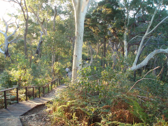Der Weg durch den Regenwald