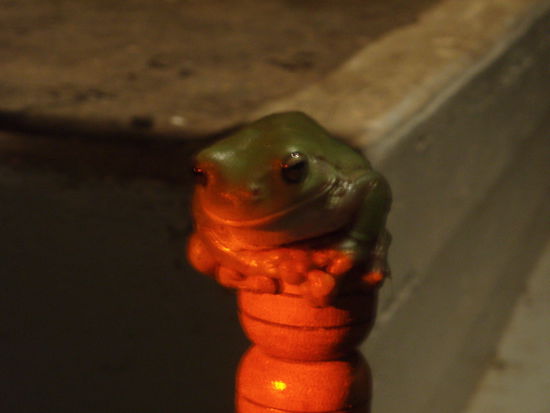 Jeden Abend erschienen mehrere Frösche, und jeder setzte sich exakt an den gleichen Ort. Ein Frosch saß jeden Abend...
