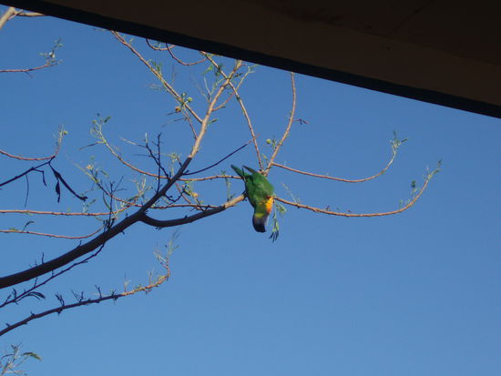 Jeden Nachmittag spielten die Papageien auf dem Baum neben der Veranda.