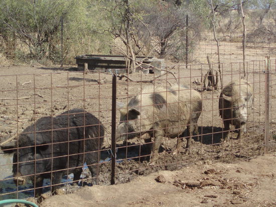 Auch das Füttern und Tränken der Schweine gehörte zu meinen Aufgaben