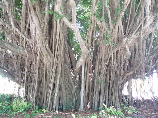 Und wieder Bäume mit unglaublichen Wurzeln!