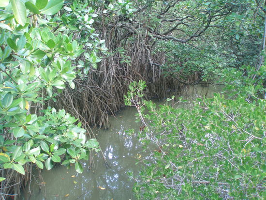 Auf der anderen Seite des Sandes, unweit der Hotels, findet man sie wieder: Mangroven...