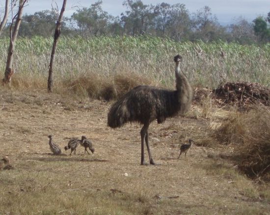 Emu mit Babys!