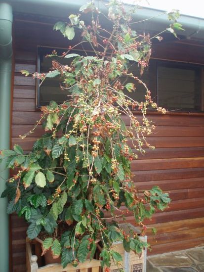 Kaffeebaum