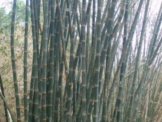 Direkt gegenüber befinden sich die kleinen Fitzalan Gardens - hier gibt's Bambus!