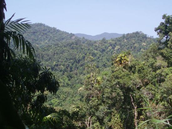 Regenwald bei Babinda