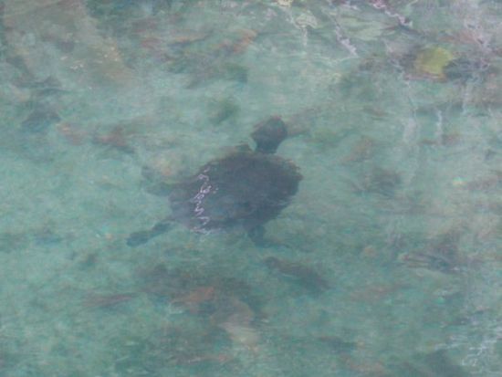 Kleine Schildkröte...