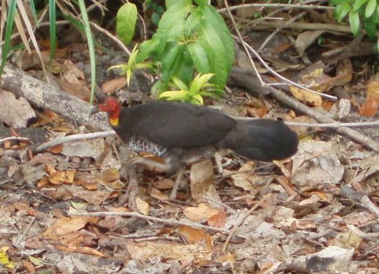 Diese Gesellen trifft man überall am Waldrand an: Bush Turkey - er wurde von den Siedlern so genannt, weil er wie ein Truthahn aussieht.
