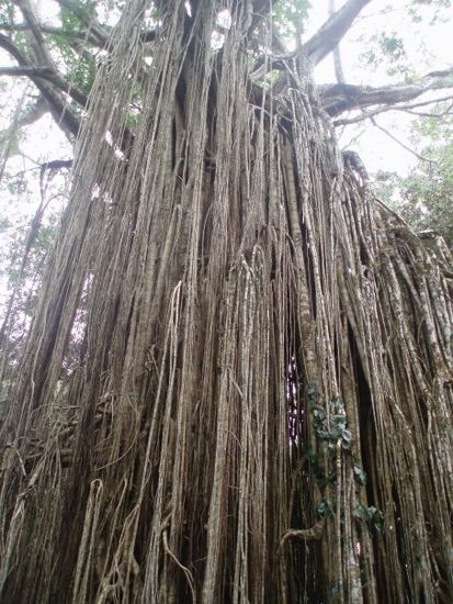 Curtain Fig Tree