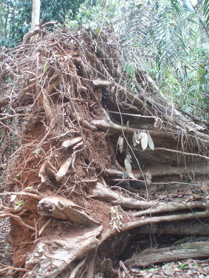 Wurzeln eines umgestürzten Baumes