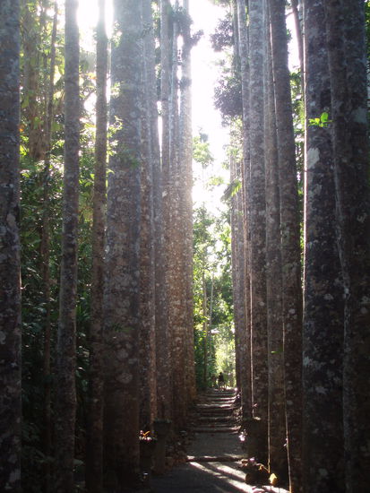 Kauri Avenue: Diese gerade Avenue, die an eine Kathedrale erinnert, wurde von José 1933 gepflanzt