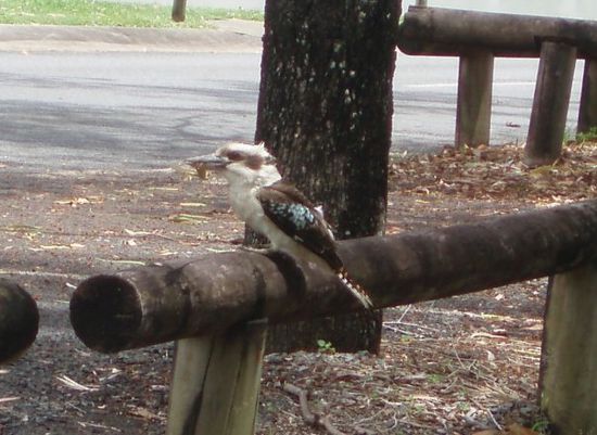 Hungriger Kookaburra