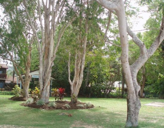 Willow Garden am Kewarra Beach