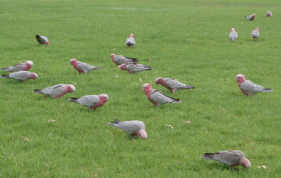 Galleries of Pink Galahs...