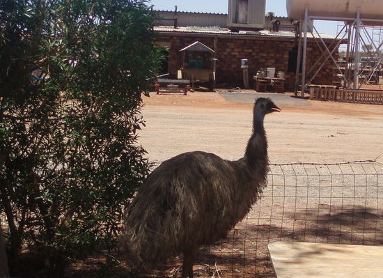 Ein frecher Emu, der nur Nahrung stibitzen will