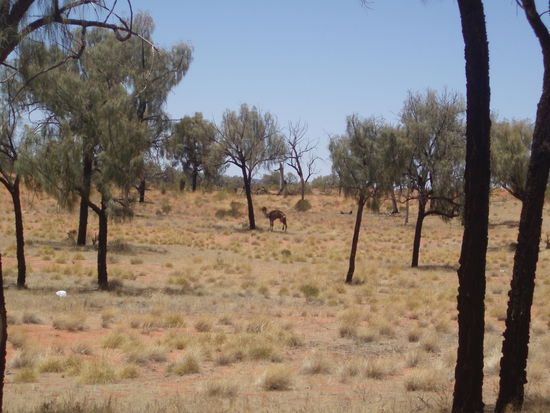 Pipipause am Straßenrand - beobachtendes Kamel inklusive