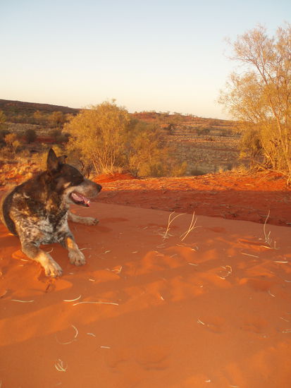 Sonnenuntergang mit Hund 
