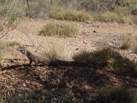 Hier sahen wir einen Perenti, ein großer Waran, mit dem nicht zu spaßen ist