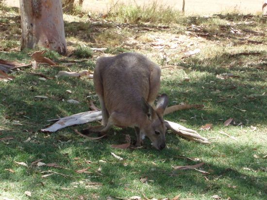 Die Kängurus interessiert die Geschichte nicht - sie knabbern lieber am grünen Gras und lassen Fotos von sich machen 