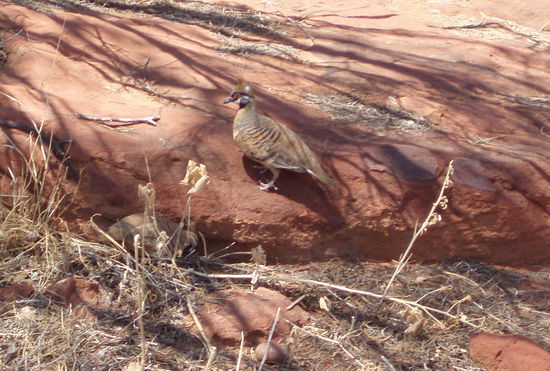 Hübsche Wüstentauben