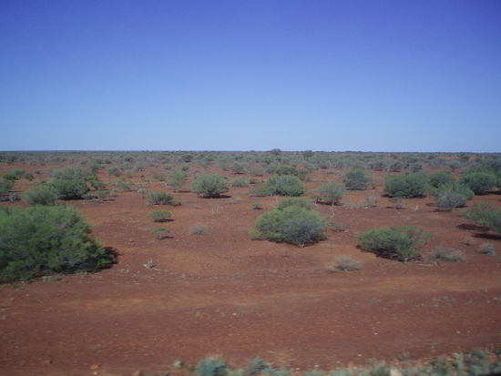 Und immer weiter nur das Outback