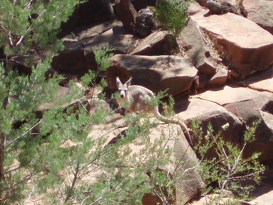 Außer den Felsenwallabys sahen wir auch noch ein Wallaroo - kein Witz! Es ist ein Mittelding aus Känguru und Wallaby und auch am längeren Haar zu erkennen.