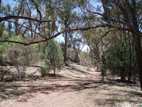 Von der Atmosphäre her fühlt man sich hier fast wie in einem europäischen Wald