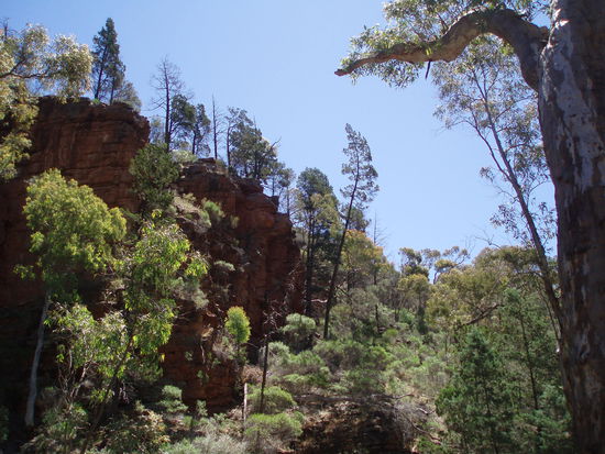 Alligator Gorge - Krokodile gibt es hier nicht, aber die Schlucht hat die Form eines Alligators 