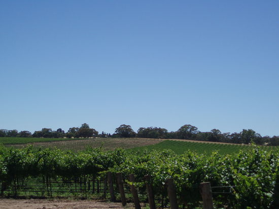 Auf dem Weingut Langmeil