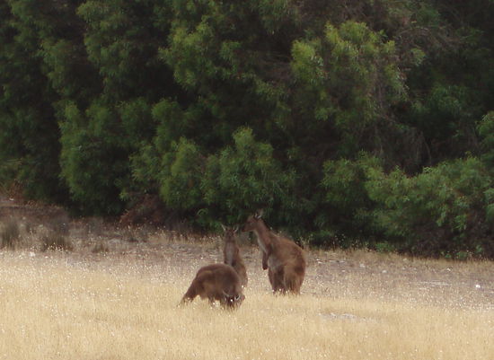 Die Kängurus auf Kangaroo Island haben eine dunklere Farbe, weil sie wegen der kühleren Temperaturen ein dickeres Fell haben als ihre Artgenossen auf dem Festland